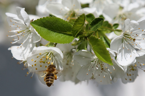 Kirschblüte